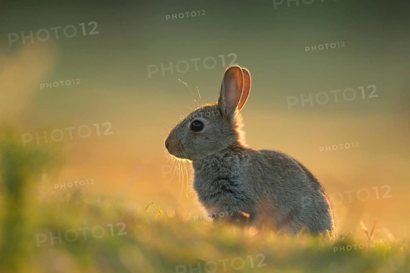 Rabbit (Oryctolagus cuniculus) juvenile baby bunny animal in grassland in summer, Suffolk, England, United Kingdom