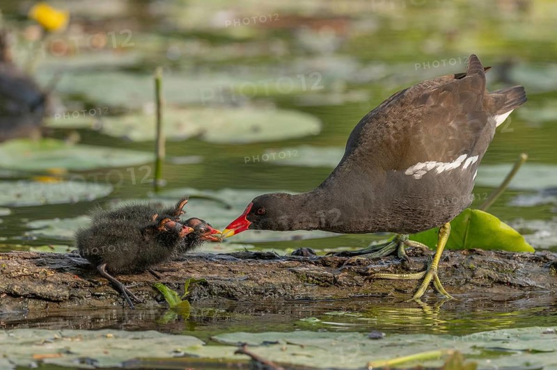 A common moorhen (Gallinula chloropus) provides food for its two-week-old young owl. Bas rhin, Alsace, grand est, France