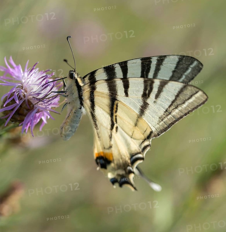 Brandenburg, Germany, Iphiclides Podalirius, Nabu project, national natural heritage, natural paradise Grünhaus, Scarce swallowtail, sailbutterfly, post-mining landscape, butterfly, green house, insects, pear-tree swallowtail, sail swallowtail, butterfly, butterflies