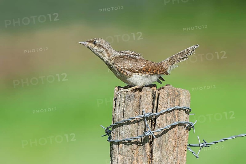 Eurasian Wryneck (Jynx torquilla) juvenile perched on a post, Aosta Valley, Italy