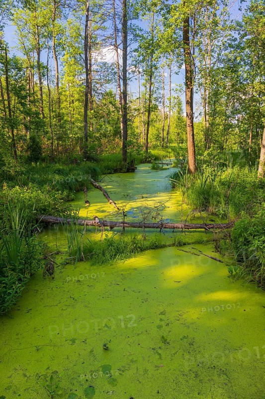 Forest creek in the Bialowieza National Park in Podlaskie Voivodeship, eastern Poland. Adjacent to the border with Belarus