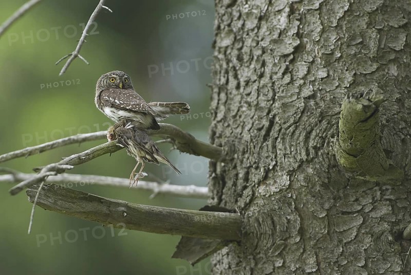 Eurasian Pygmy Owl (Glaucidium passerinum) female, Saxony, Germany