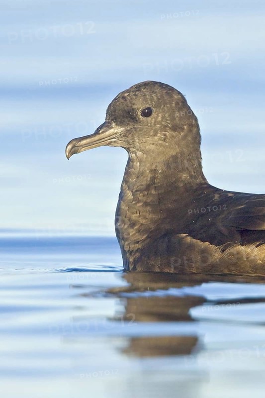 Sooty Shearwater (Ardenna grisea), British Columbia, Canada