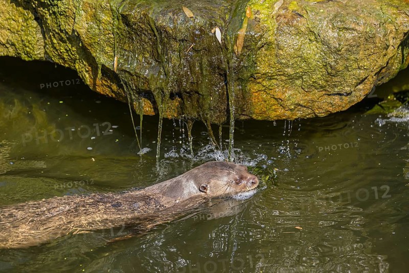One giant otter or giant river otter (Pteronura brasiliensis) swimming in a river, passing a little cascade