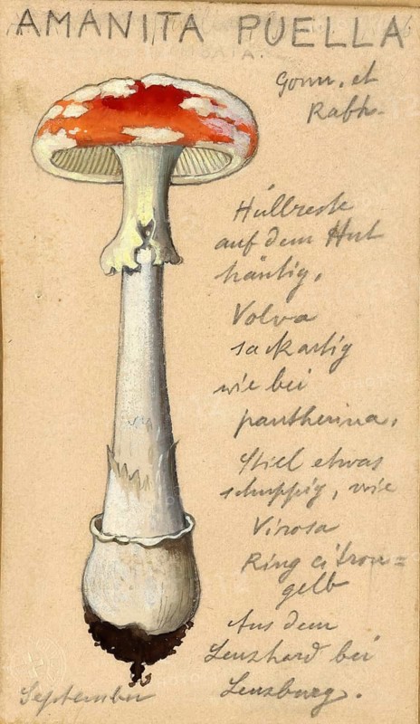 Mushroom, fungi, Amanita puella, authentic reproduction of an illustration by Hans Walty (1868-1948) from about 1915, historical