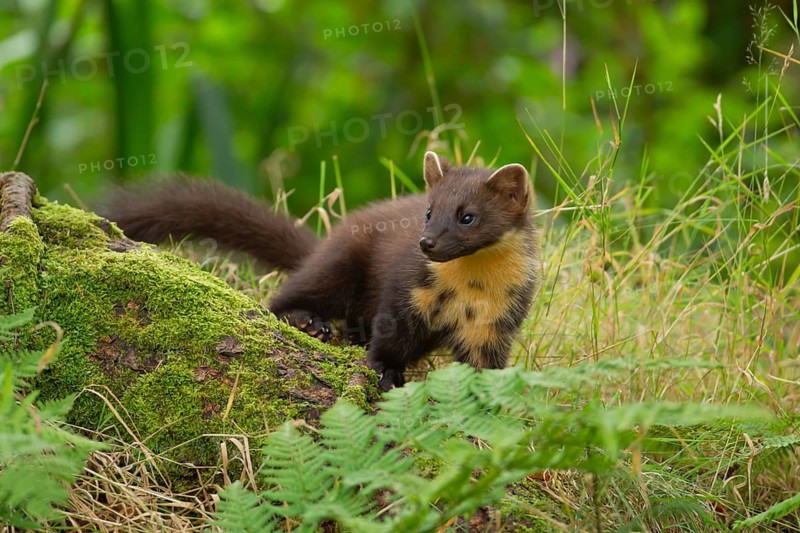 European pine marten (Martes martes) adult animal on a tree stump, Scotland, United Kingdom