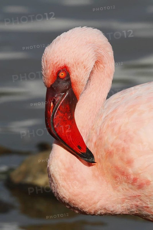 Lesser Flamingo, Phoeniconaias minor, Kenya, Lake Bogoria NP