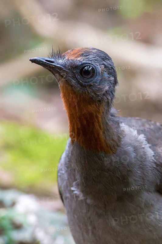 Superb Lyrebird (Menura novaehollandiae) juvenile, New South Wales, Australia