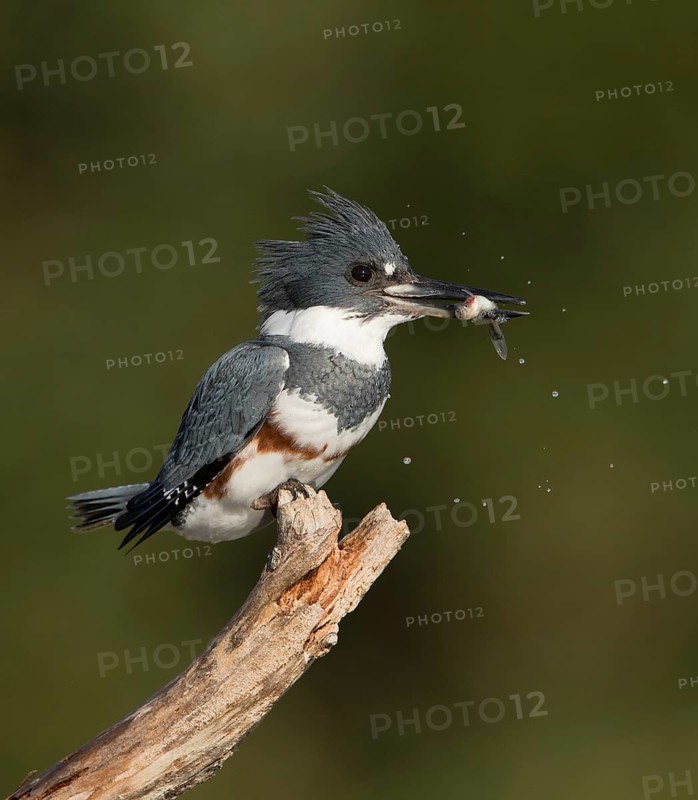 Belted Kingfisher (Megaceryle alcyon) female perched on a branch with fish prey in beak, Florida, USA