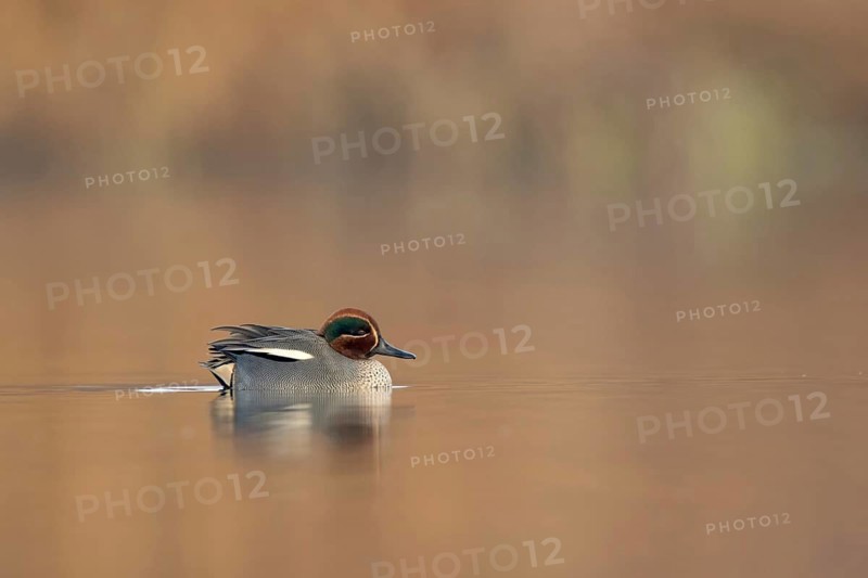 Wintertaling man in winter laag standpunt, Eurasian teal male in winter low point of view