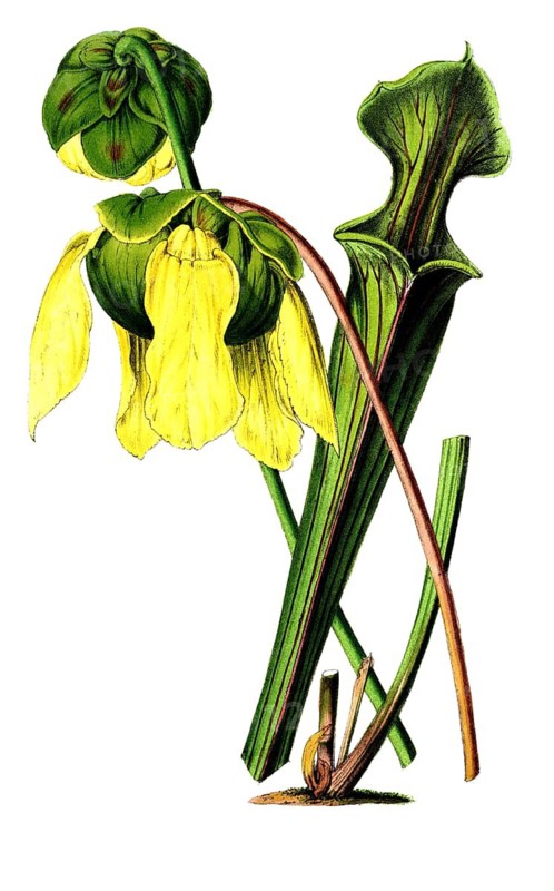 Sarracenia flava, Yellow pitcherplant, a carnivorous plant and flower, digitally reworked reproduction of an original from the 19th century