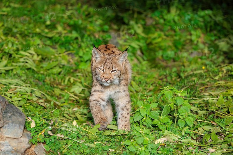 A young Eurasian lynx (Lynx lynx) sits on a meadow, stalking something