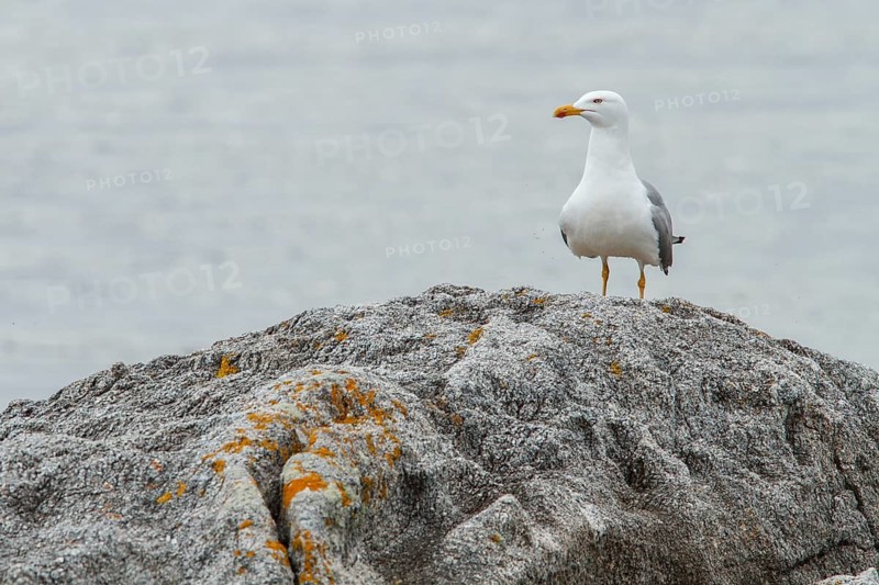 Yellow-legged Gull (Larus michahellis), adult on stone shore, Galicia, Spain