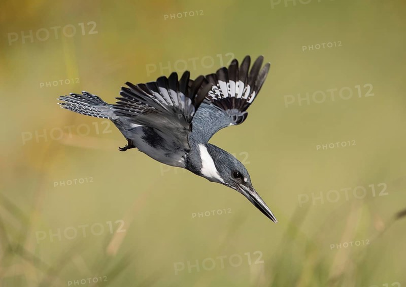 Belted Kingfisher (Megaceryle alcyon) male flying, Florida, USA