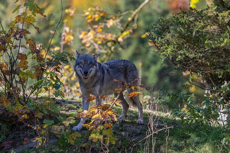 One eurasian gray wolf (Canis lupus lupus) standing on a small hill between fall foliage. Backlit condition