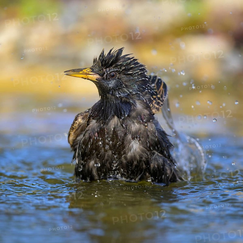 Starling (Sturnus vulgaris), bathing, biosphere reserve, Swabian Alb, Baden-Württemberg, Germany