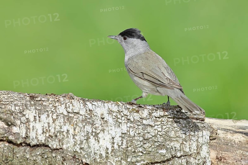 Blackcap (Sylvia atricapilla), male, sitting on a birch trunk, North Rhine-Weatphalia, Germany