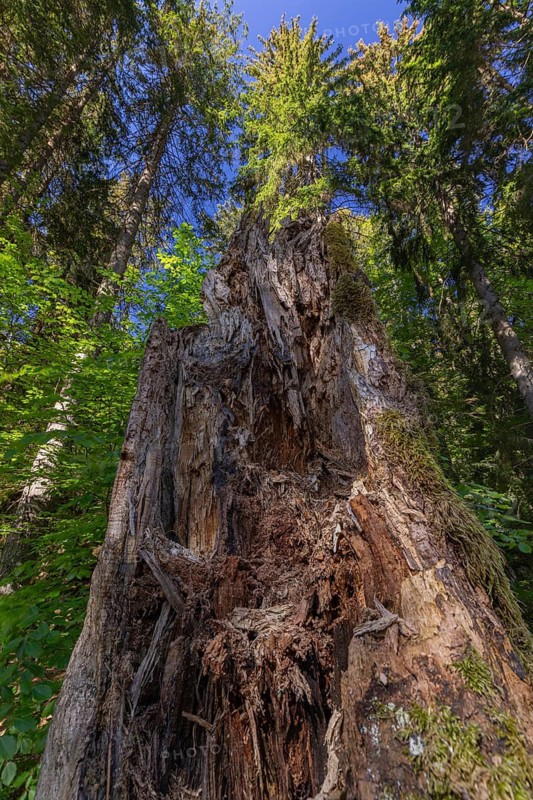 Lake Großer Arbersee in spring. Rotting tree in the surrounding forest