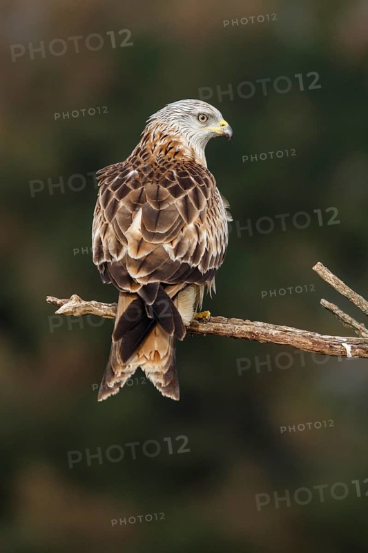 Red Kite (Milvus milvus), perched on a branch, Castile and Leon, Spain
