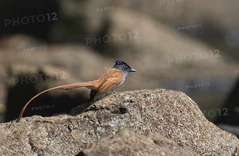 Asian Paradise Flycatcher (Terpsiphone paradisi), Phitsanulok, Thailand