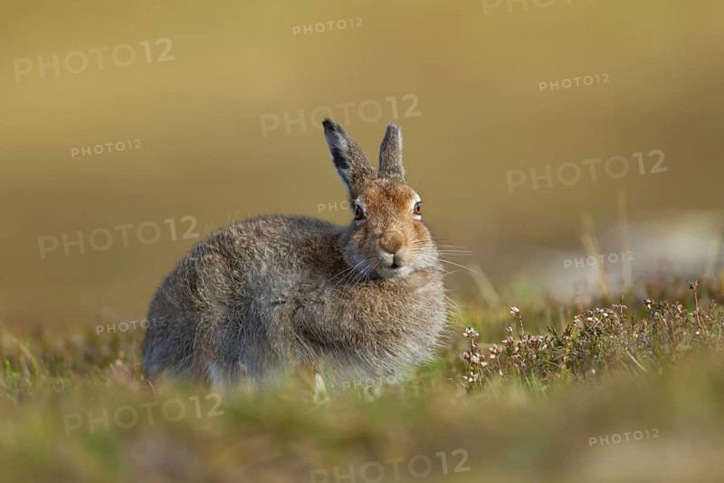 Mountain hare (Lepus timidus) adult animal in its summer coat resting on a hillside, Cairngorm mountains, Scotland, United Kingdom
