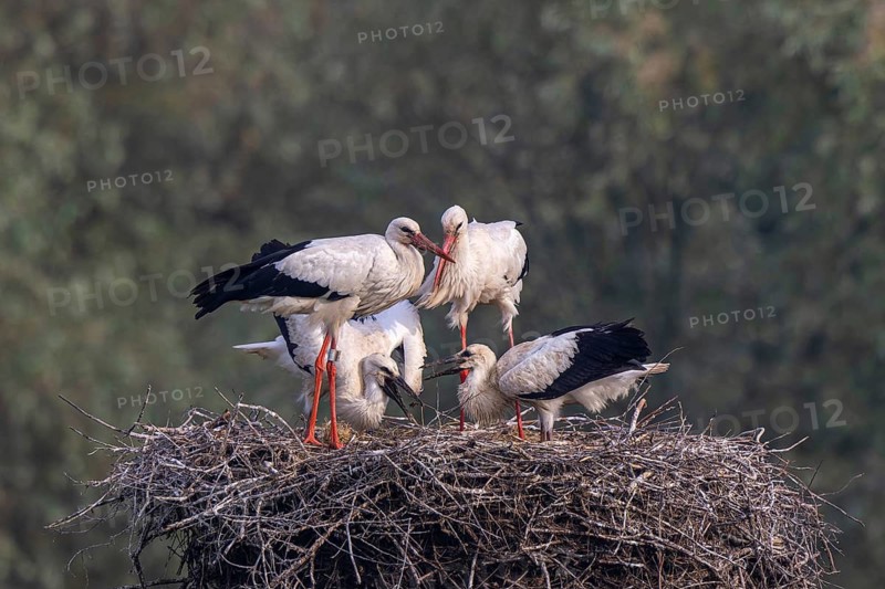 White Stork (Ciconia ciconia) adults with juveniles in nest, Netherlands
