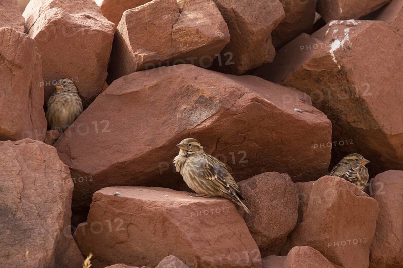 Rock Sparrow (Petronia petronia), Morocco