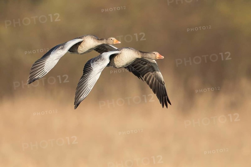 Greylag Goose (Anser anser) pair flying, North Rhine-Westphalia, Germany