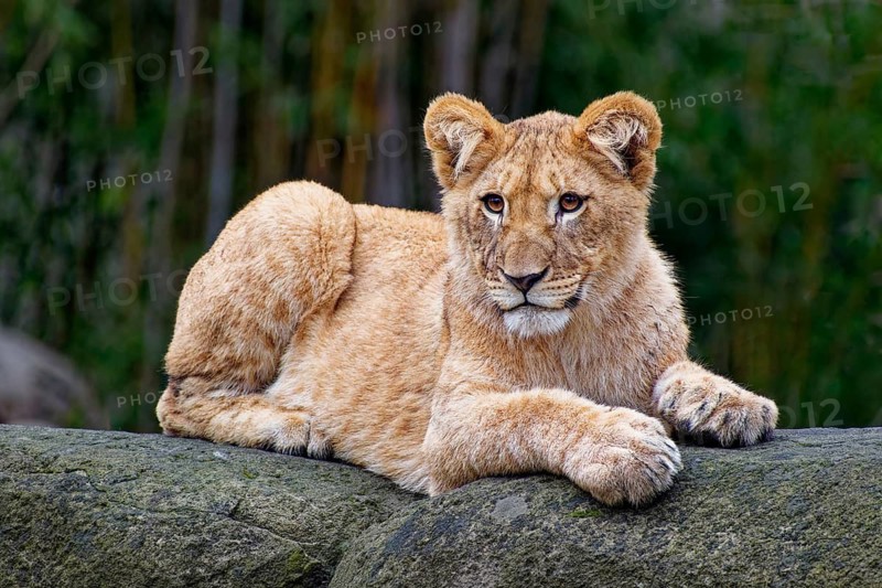 Young African lion (Panthera leo), animal portrait, captive, Germany