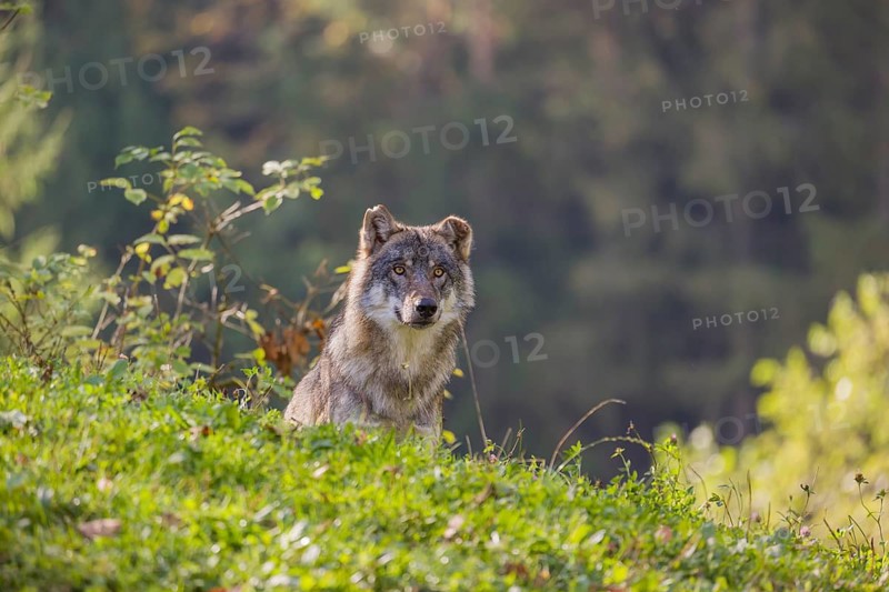 A eurasian gray wolf (Canis lupus lupus) stands on a hill, watching something