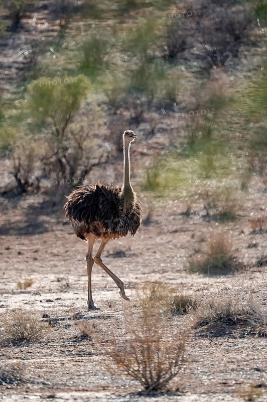 Juvenile common ostrich (Struthio camelus), Kgalagadi Transfrontier National Park, Northern Cape, South Africa