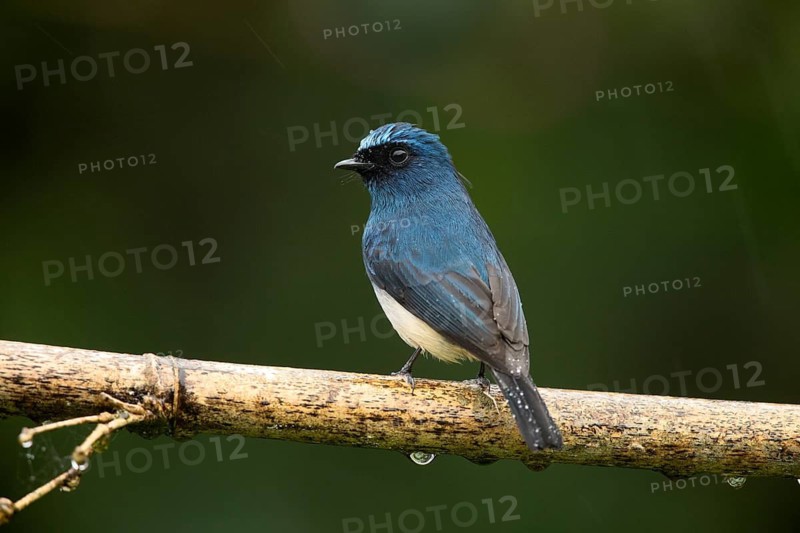 Indigo Flycatcher (Eumyias indigo) perched on a branch, Sabah, Malaysia