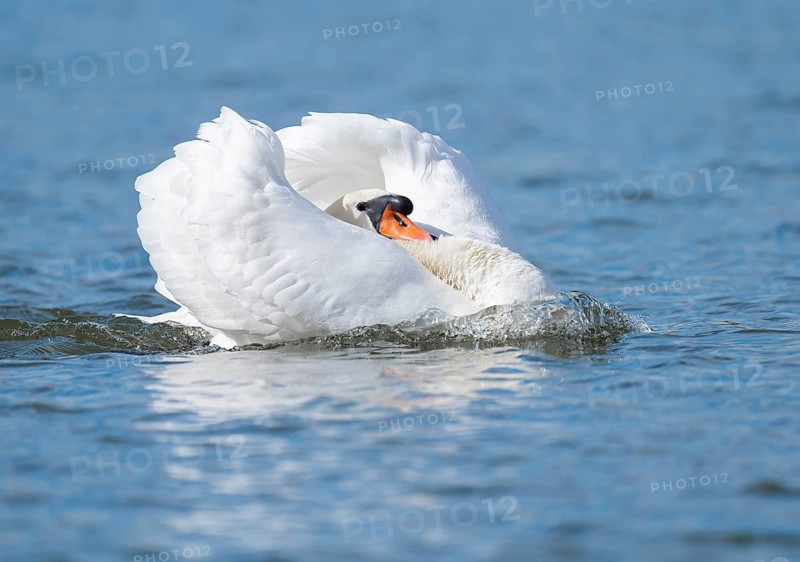 Mute swan (Cygnus olor) swimming in imposing pose on a pond, Thuringia, Germany