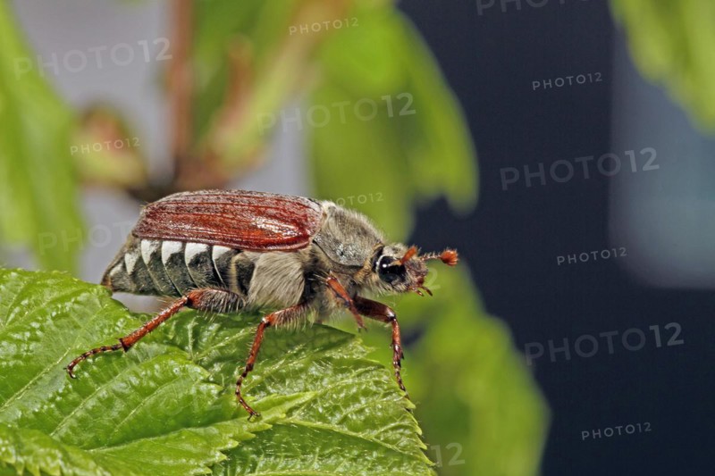 Cockchafer (Melolontha)