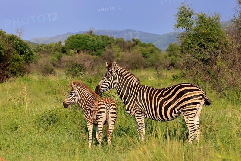 Burchell's zebra (Equus quagga burchelli), Burchell's zebra, adult, female, mother, young animal, foraging, Pilanesberg National Park, North West Province, South Africa