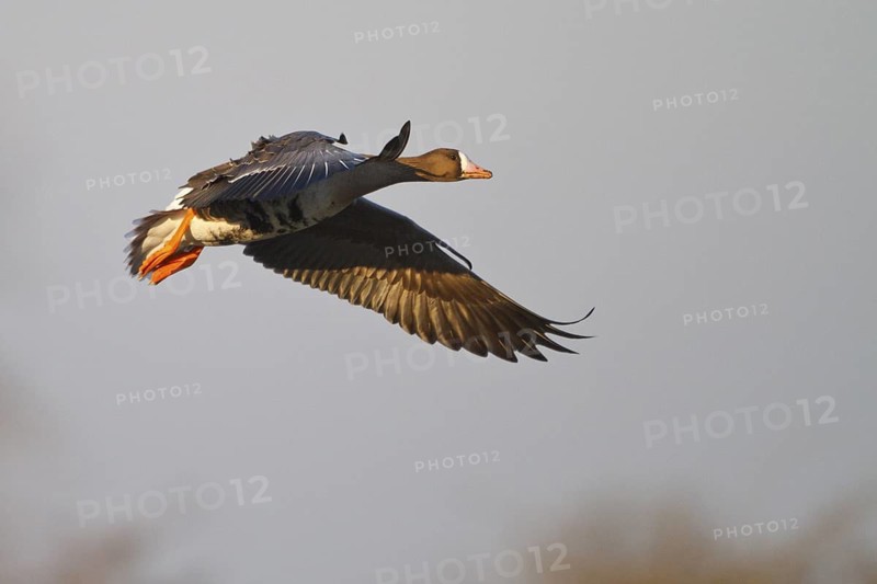 Greater White-fronted Goose (Anser albifrons) flying, North Rhine-Westphalia, Germany