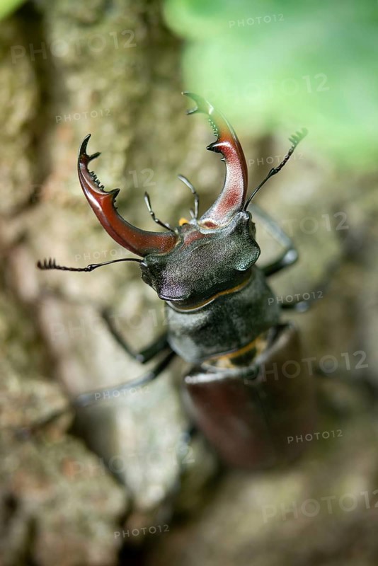 Thundergugi, firecracker, stag beetle, hornschröter, Lucanus cervus, Schröter, Beetle, Coleoptera, high size, portrait format, insects, beetles, male, stag beetle