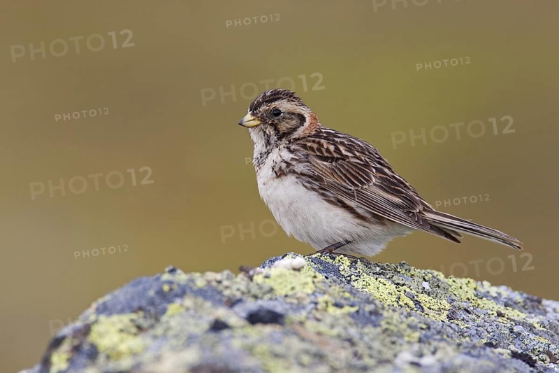 Lapland Longspur (Calcarius lapponicus) female, Varanger, Norway