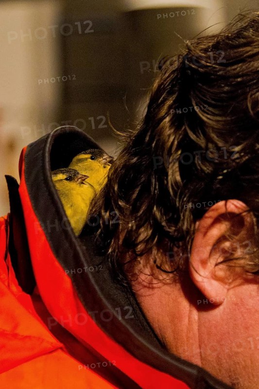 Eurasian Siskin (Spinus spinus) two exhausted males seek shelter and warmth in the hood of a crew member on a research ship during a mass migration night, offshore, Baltic Sea, off Ruegen Island, Mecklenburg-Western Pomerania, Germany