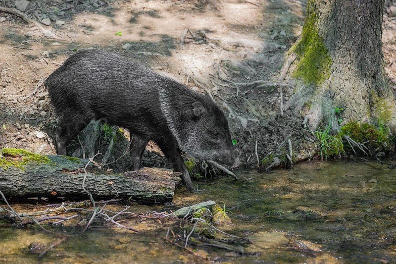 A collared peccary (Dicotyles tajacu) crosses a small creek in a forest