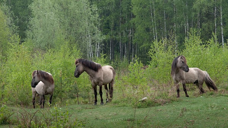 Equus Caballus sspec., horse, konic, odd-toed ungulates, perissodactyla, domesticated animals, pet, horses, mammals, horses, pony, mammals, unpaired ungulates