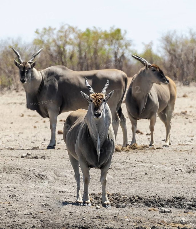 Common eland (Taurotragus oryx), three males in the savannah, Etosha National Park, Namibia