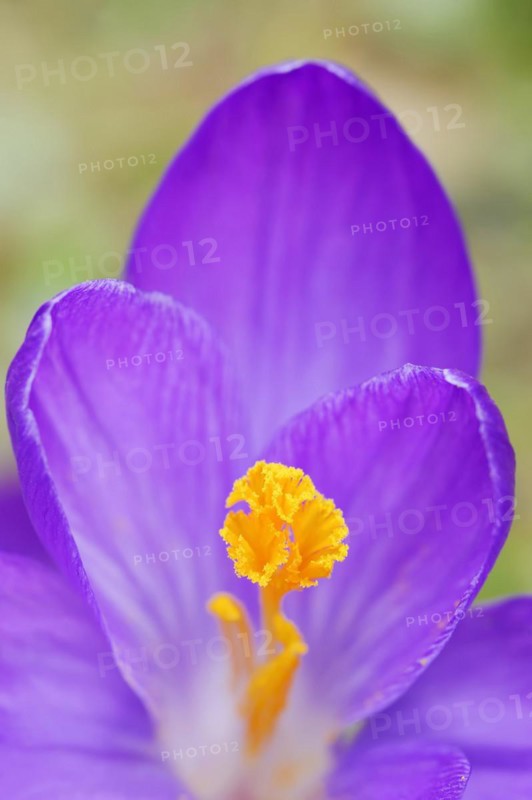 Crocus (Crocus spec.), flower detail, North Rhine-Westphalia, Germany