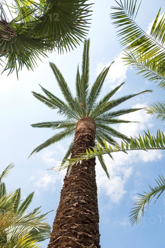 Canary Island date palm (Phoenix canariensis), Cambridge Botanical Garden, Germany
