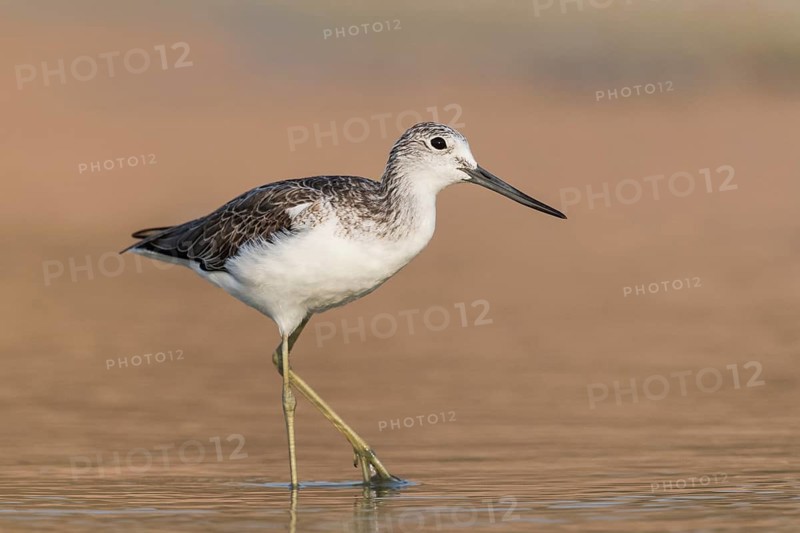 Common Greenshank (Tringa nebularia) foraging, Eilat, Israel