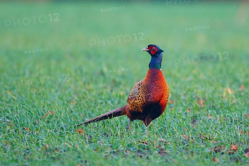 Common Pheasant (Phasianus colchicus) male, North Rhine-Westphalia, Germany