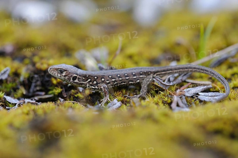 A young sand lizard sitting on moss, animals, amphibians, lizards, sand lizards (Lacerta agilis), Lenggries, Bavaria, Germany