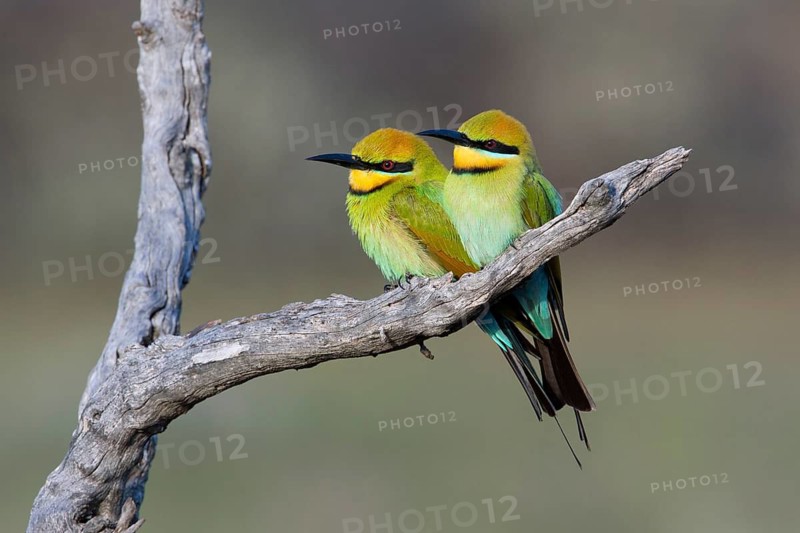 Rainbow Bee-eater (Merops ornatus) pair perched on a branch, South Australia, Australia