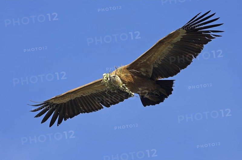 Griffon Vulture (Gyps fulvus), Extremadura, Spain