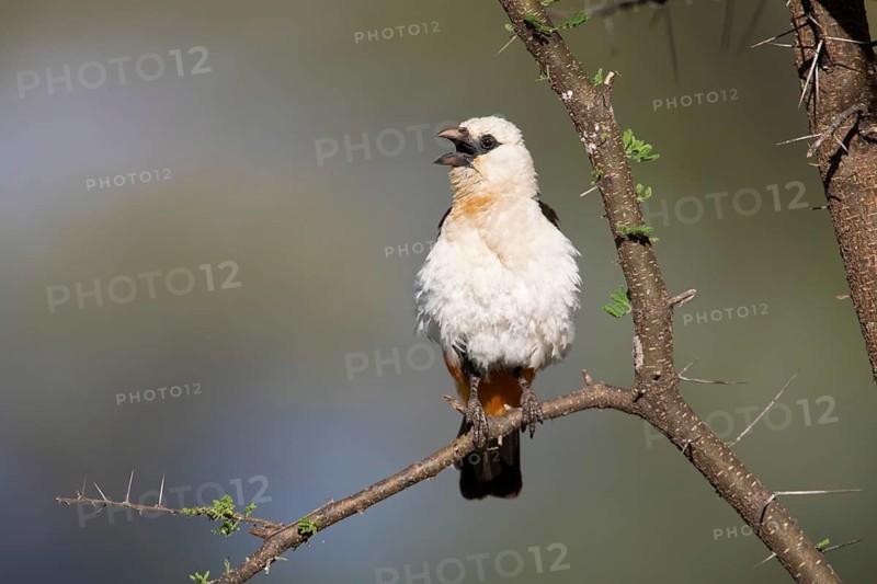 White-headed Buffalo Weaver (Dinemellia dinemelli) singing, perched on a branch, Tarangire, Tanzania